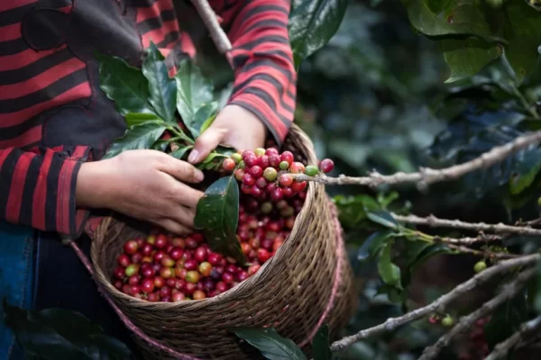 Рабочий из меньшинства акха собирает кофейные ягоды арабики на севере Таиланда. Фото: Shutterstock