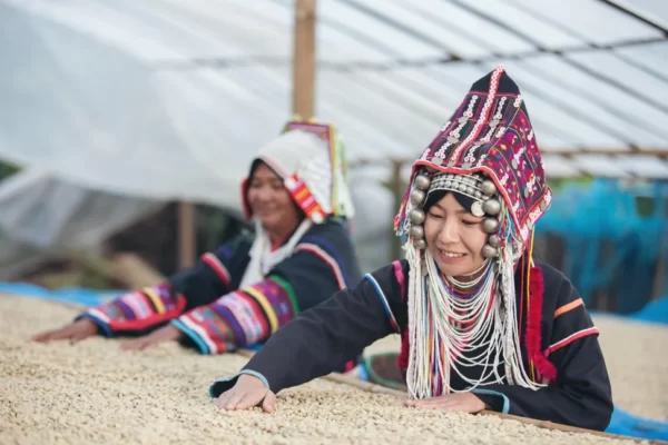 Женщины акха осматривают сушеные кофейные зерна. Фото: Алами