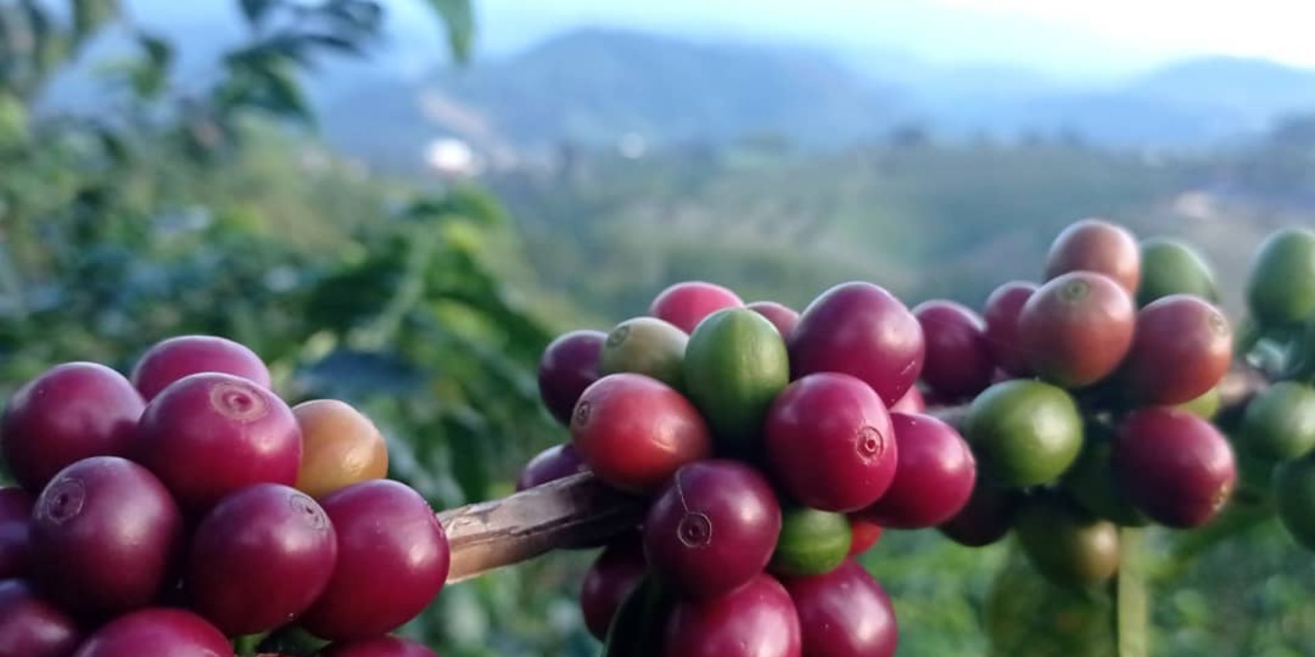 кофе Перу Гейша Хьюго Пареха