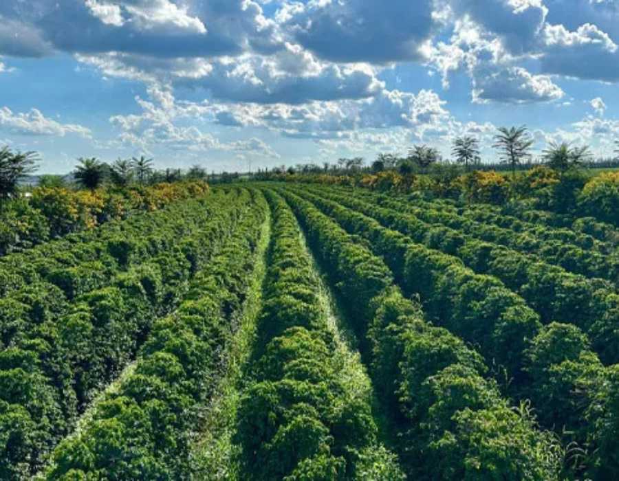 Регион Серрадо Минейро Бразилия