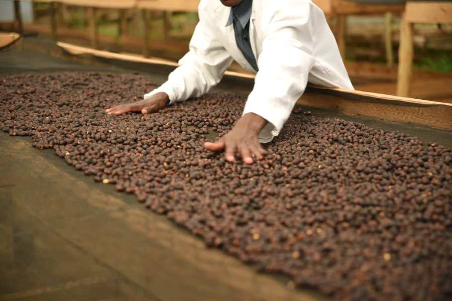 Натуральный способ обработки кофе